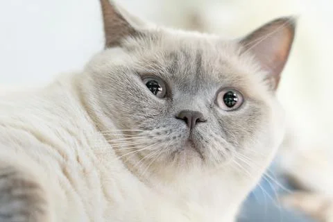 White cat Stock Photos