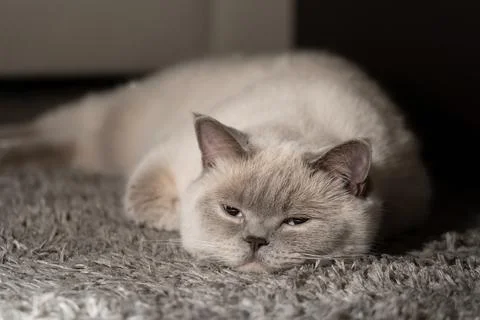 White cat Stock Photos