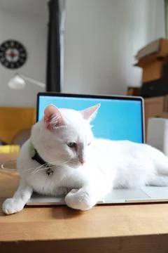 White Cat Stock Photos