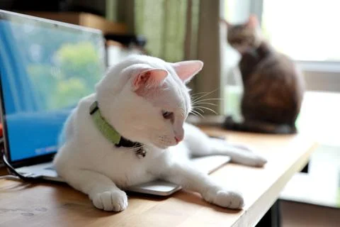 White Cat Stock Photos
