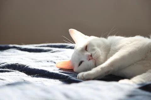 White Cat Stock Photos