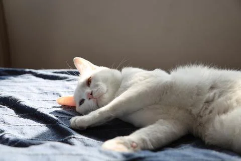 White Cat Stock Photos