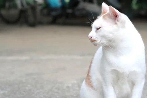 White​ cat Stock Photos