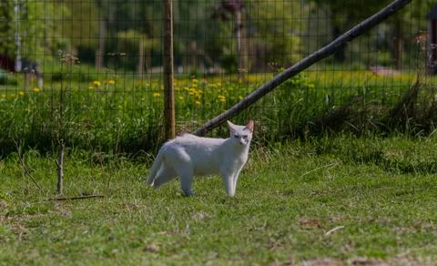 White cat 스톡 사진