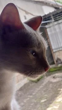 White cat 库存照片
