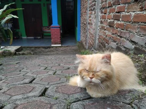 White cat Stock Photos