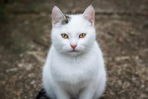 White cat Foto stock