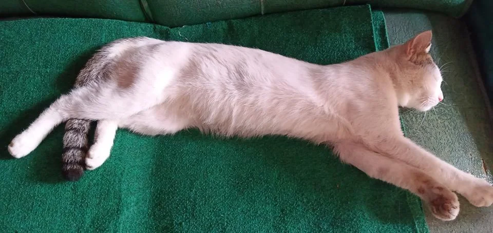 A White Cat Stock Photos