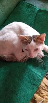 A White Cat Stock Photos