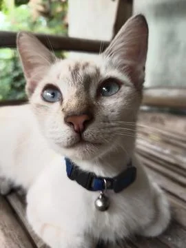 White cat Stock Photos