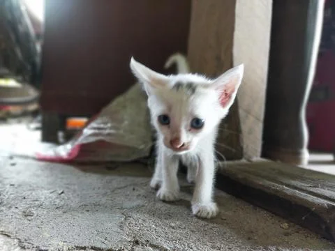 White cat Stock Photos