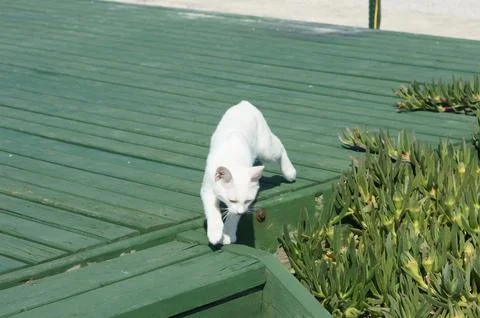 White cat Stock Photos