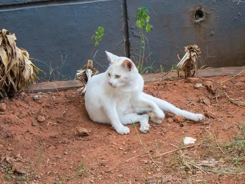 White cat Foto stock