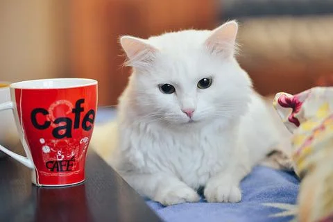 White cat  Stock Photos