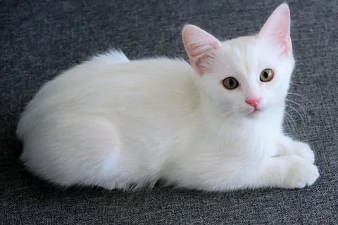 White cat Stock Photos