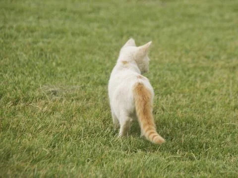 A white cat Stock Photos