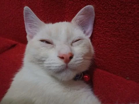 White cat Stock Photos