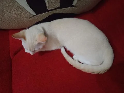 White cat Stock Photos
