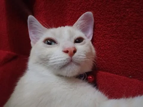 White cat Stock Photos