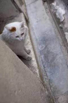 White cat Stock Photos