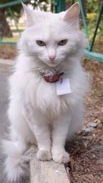 White Cat Stock Photos