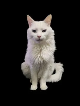White Cat Stock Photos