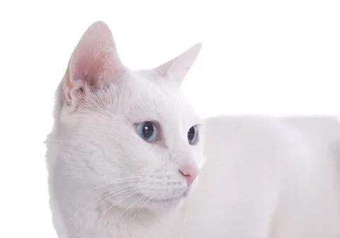 White cat Stock Photos