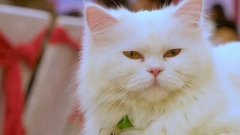 White Cat with Piercing Yellow Eyes. White Persian Cat with Green Collar CloseUp Vidéo 343808905