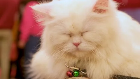 White Cat with Piercing Yellow Eyes. White Persian Cat with Green Collar CloseUp Vidéo 343808906