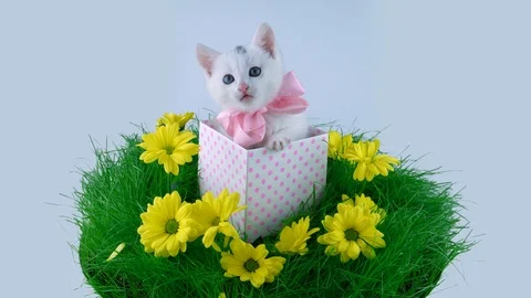 White cat with pink bow sitting in the present box 動画素材 91720304