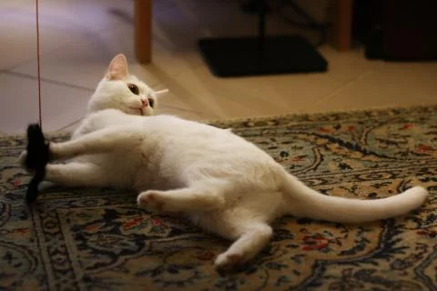 White cat play with artificial mouse Stock Photos