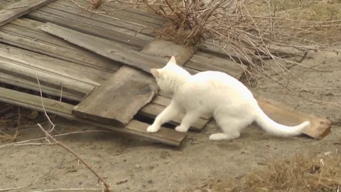 White Cat Playing in the Background of the Fence Stock Footage 73591553