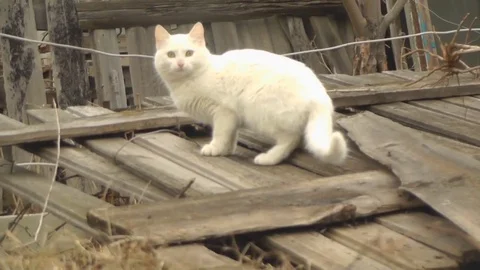 White Cat Playing in the Background of the Fence Stock Footage 73591727