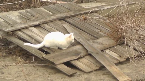 White Cat Playing on the Background Fence Wooden Video stock 73638165