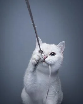 White cat playing catching string with mouth Stock Photos