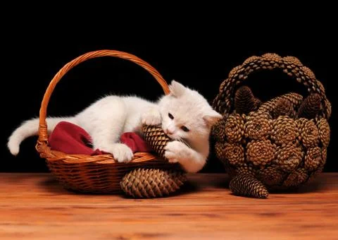 White cat playing with cones Foto stock