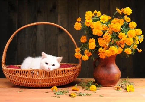 White cat playing with flowers Foto stock