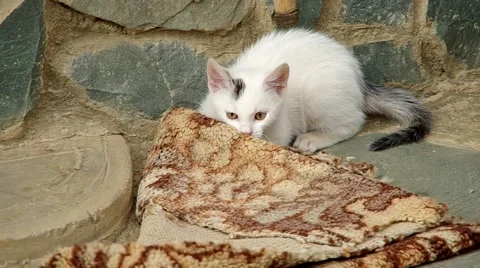 White cat playing Stock Footage 52661253