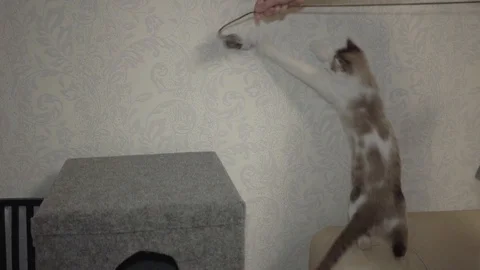 A white cat is playing Stock Footage 89400816