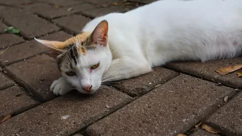 White cat playing in the garden Stock Photos