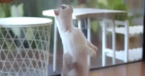 The white cat playing indoors with different toys.The cat caught a  toy . Stock Footage 242937764