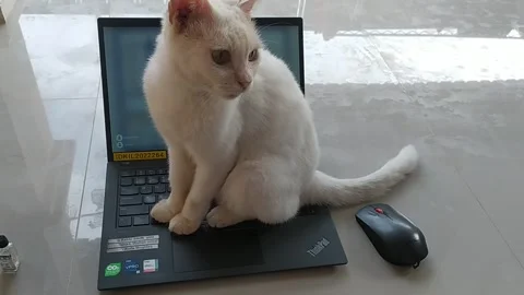 White cat playing laptop Stock Footage 247097451