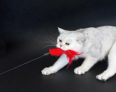 White cat playing pulling red toy Stock Photos