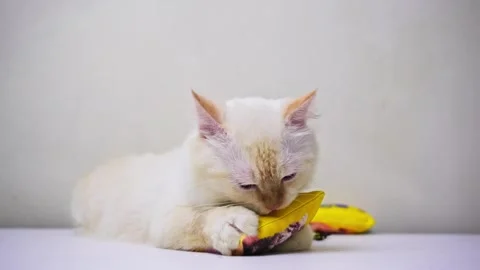 White cat playing with a small yellow pillow Stock Footage 247828716
