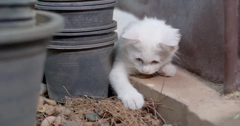 White cat playing with something.Kitten playing with something having fun. Stock Footage 284754844