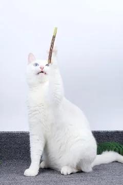 The white cat is playing with a teething stick Stock Photos