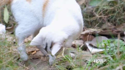 White cat portrait. Active Kitten. cute cat walk in green fields Stock Footage 342610513