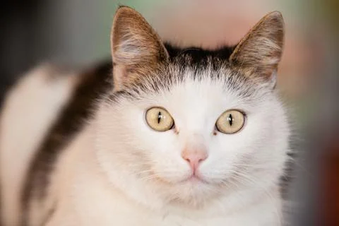 White cat portrait Stock Photos