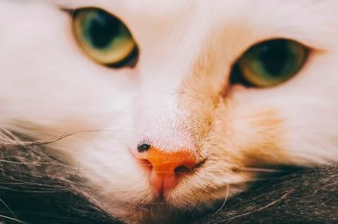 White Cat Portrait Stock Photos