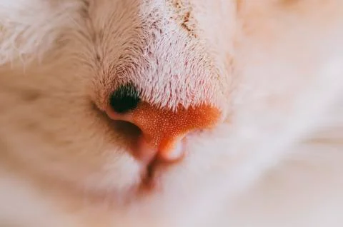 White Cat Portrait Stock Photos